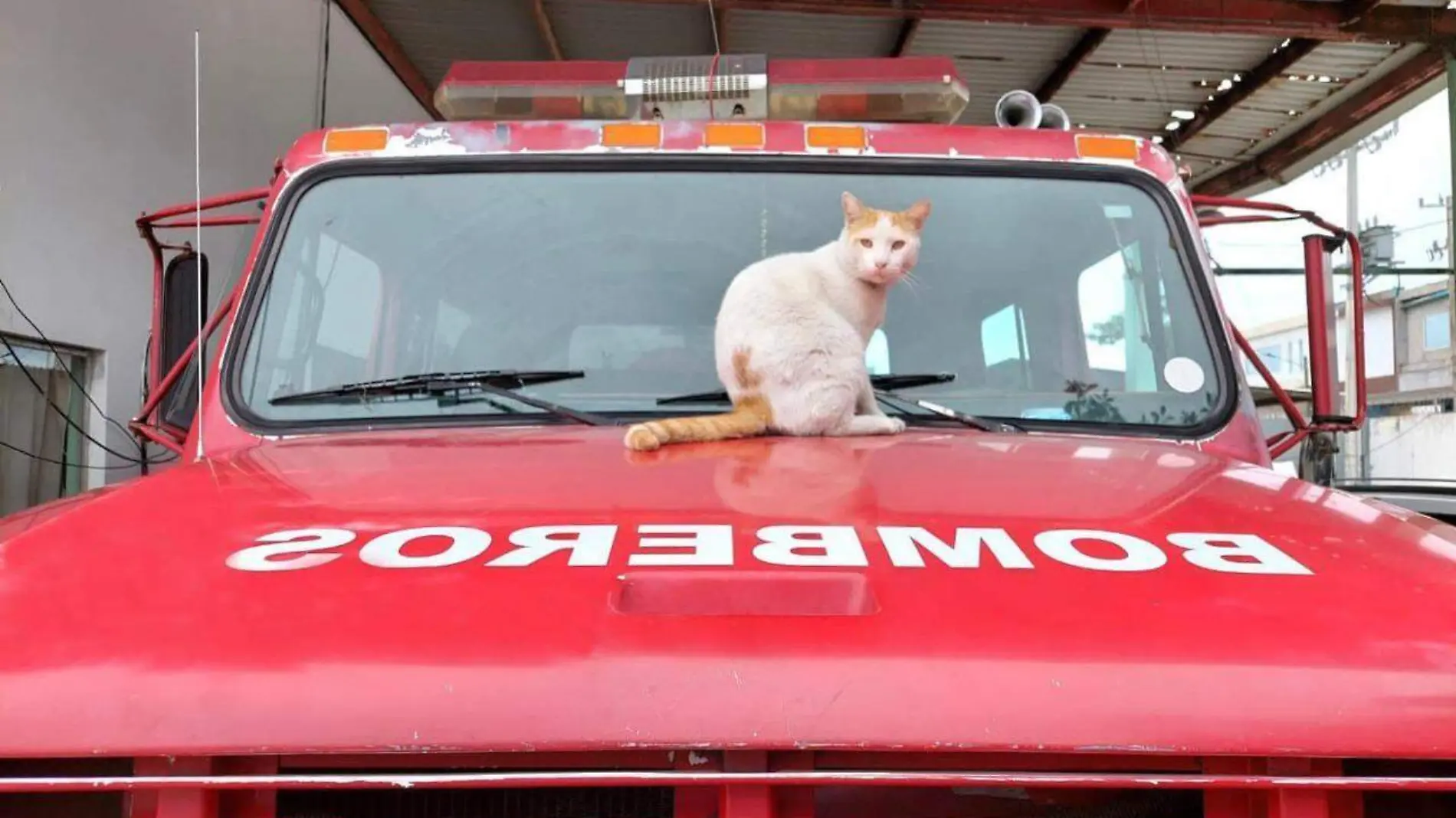 Raúl era un gato en condiciones de abandono